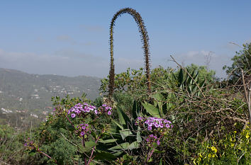 Pflanzen und Blick nach Santa Brígida auf Gran Canaria