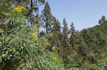 Natur auf Gran Canaria