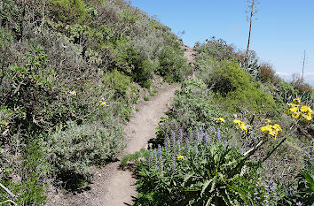 Blühende Landschaft auf Gran Canaria