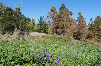 Natur auf Gran Canaria