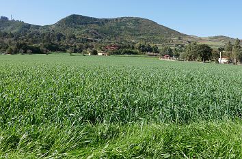 Natur auf Gran Canaria