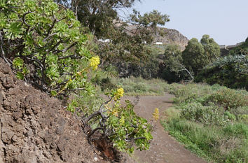 Natur auf Gran Canaria