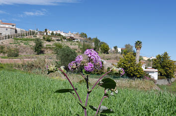 Natur auf Gran Canaria