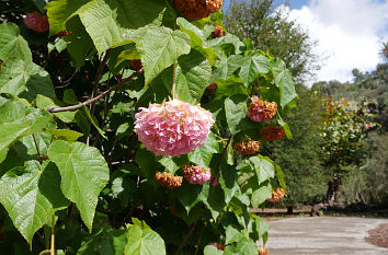 Jardín Canario auf Gran Canaria