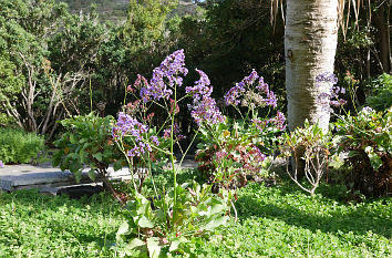 Jardín Canario auf Gran Canaria