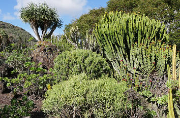 Jardín Canario auf Gran Canaria