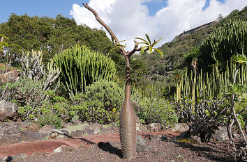 Jardín Canario auf Gran Canaria