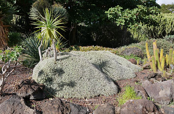 Jardín Canario auf Gran Canaria