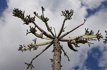 Jardín Canario auf Gran Canaria