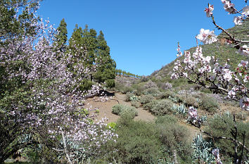 Mandelbaumblüte im Barranco de Guayadeque