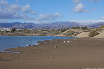 Feuchtgebiet in Maspalomas