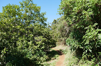 Pico de Osorio auf Gran Canaria