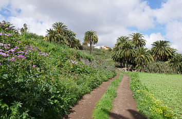 Palmenhain Satautejo in Santa Brígida auf Gran Canaria