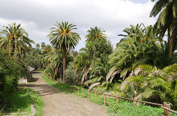 Finca el Galéon und Palmenhain Satautejo in Santa Brígida auf Gran Canaria