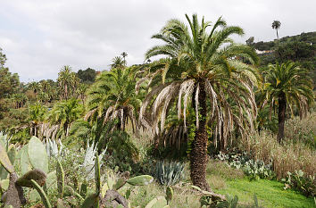 Palmenhain Satautejo in Santa Brígida auf Gran Canaria