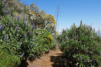 Wanderweg mit blühenden Blumen und Büschen auf Gran Canaria