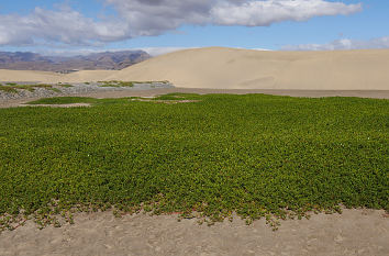 Dünen Maspalomas