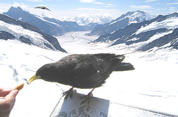 Jungfraujoch und Blick zum Aletschgletscher
