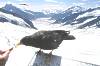 Rabe am Jungfraujoch und Blick zum Aletschgletscher