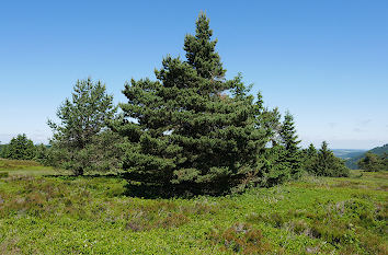Hochheide auf dem Ettelsberg