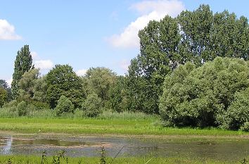 Sumpfgebiet am Altrhein Insel Kühkopf