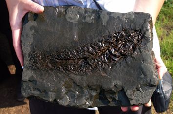 Fossilienfund Grube Messel