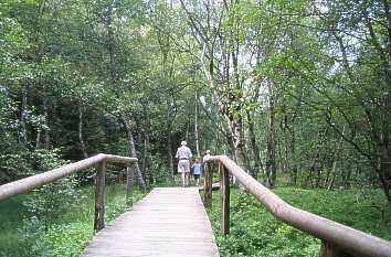 Bohlenweg durch den Karpatenbirkenwald