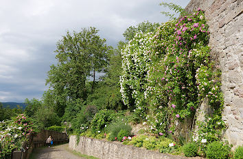 Rosengarten am Schloss Spangenberg