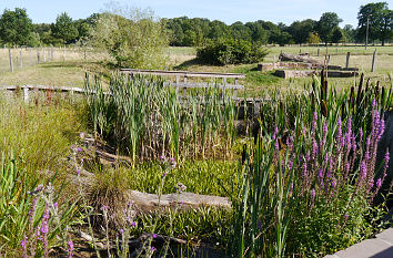 Feuchtbiotop Tierpark Sababurg