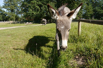 Esel im Tierpark Sababurg