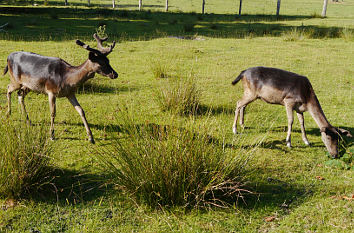 Hirsche im Tierpark Sababurg