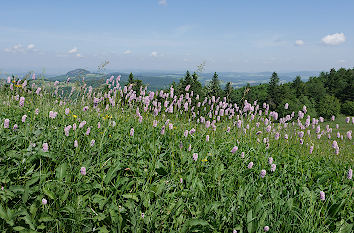 Lampenputzergras Wasserkuppe Rhön