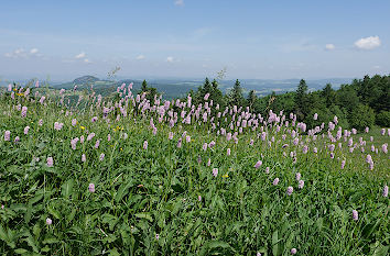 Lampenputzergras Wasserkuppe Rhön