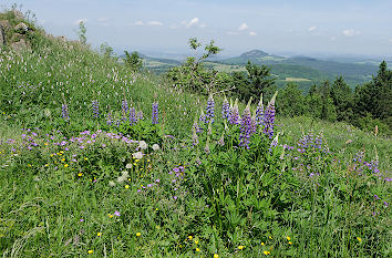 Lupinen und Aussicht Wasserkuppe