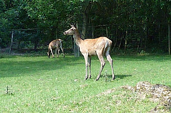 Rehe im Wildpark Knüll