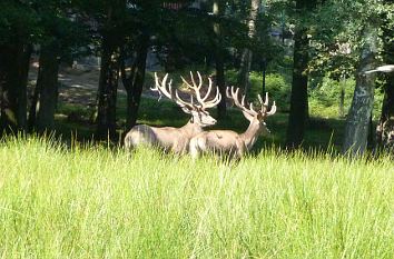 Hirsche im Wildpark Knüll