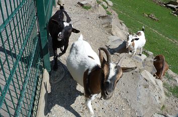 Zwergziegen im Wildpark Knüll