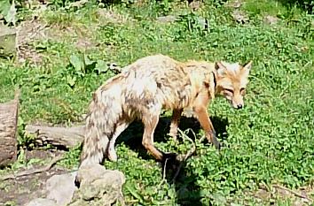 Fuchs im Wildpark Knüll