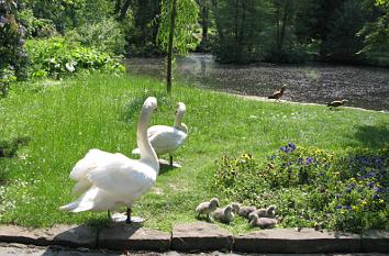 Kurpark mit Schwänen in Bad Wildungen