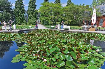 Seerosenteich im Frankfurter Palmengarten