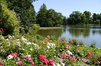 Teich im Bergpark Wilhelmshöhe mit Rosen