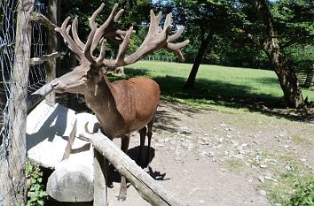 Hirsch im Wildpark Eulbach