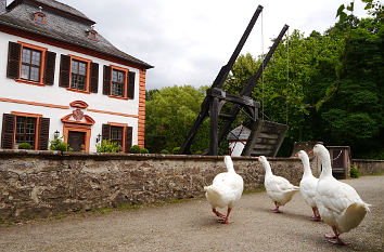 Gänse Wasserburg Seligenstadt