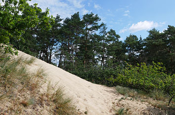 Sanddüne Klein Schmölen und Kiefernwald