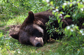 Braunbär Bärenwald Müritz