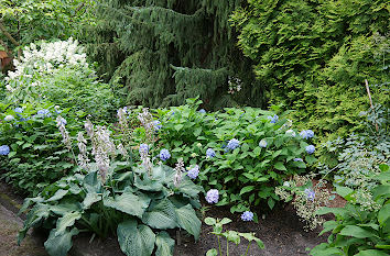 Funkien und Hortensien im Botanischen Garten