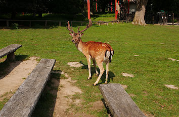 Damwild Wildpark Ivenacker Eichen