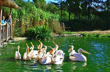 Pelikane im Vogelpark Marlow