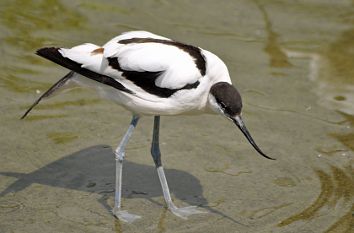 Watender Vogel im Vogelpark Marlow