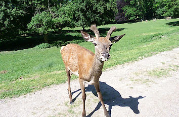 Tierparks in Mecklenburg-Vorpommern